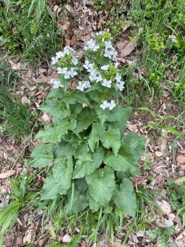 「草花の名前、教えてください」の質問画像