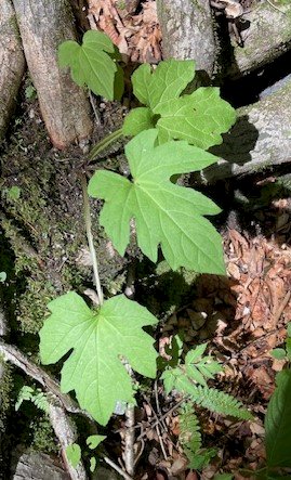 「植物の名前 教えてください」の質問画像