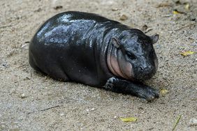 A female dwarf hippopotamus named "Moo Deng".