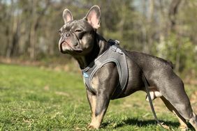 Gaston French Bulldog