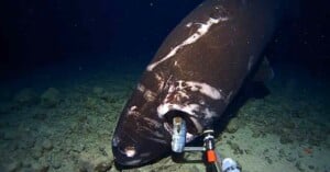 sleeper shark eats camera