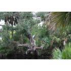 White City: Bird Perched On Tree