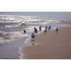 Sheboygan: Seagulls at Kohler-Andrae State Park