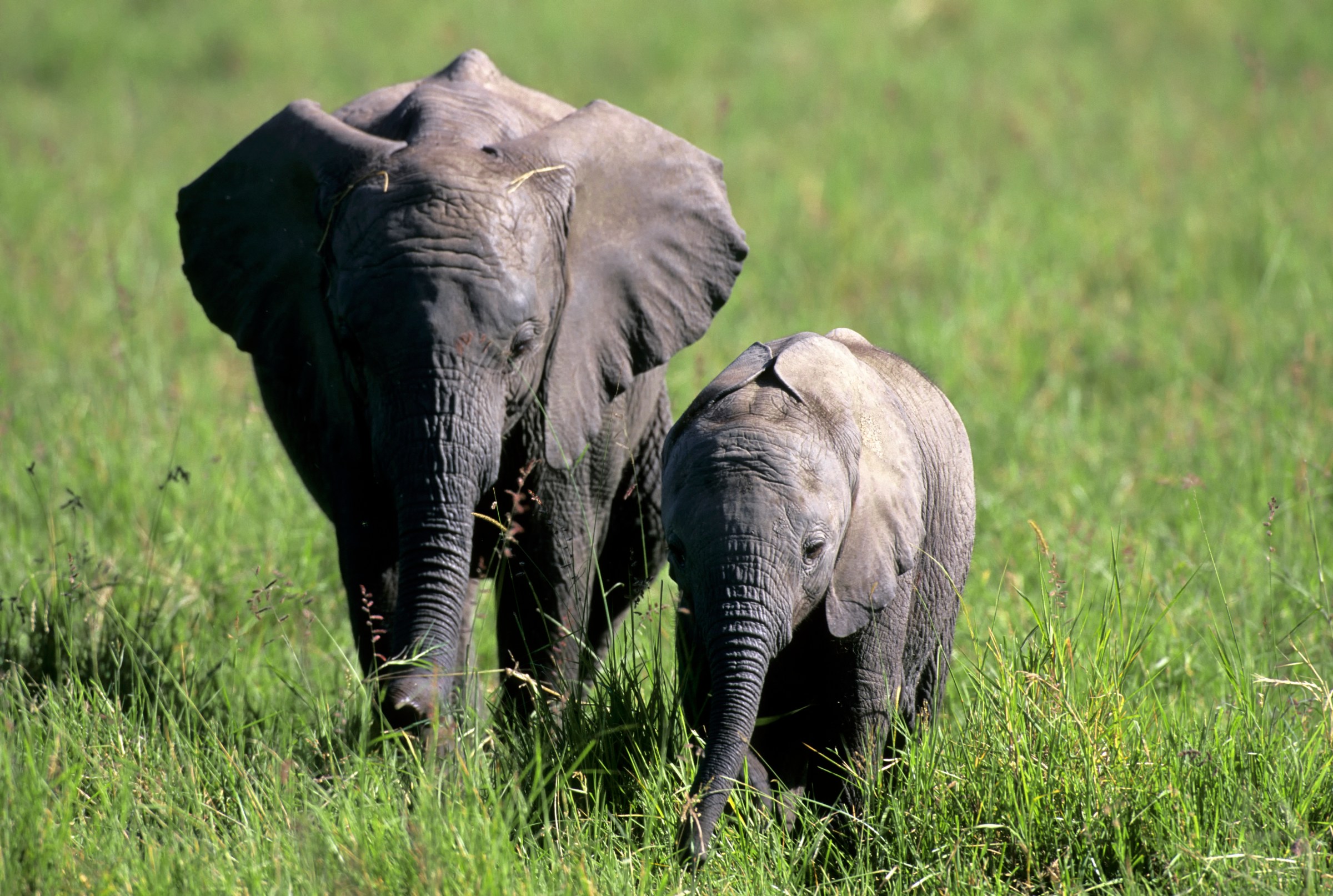 Elephants have names — and they use them with each other