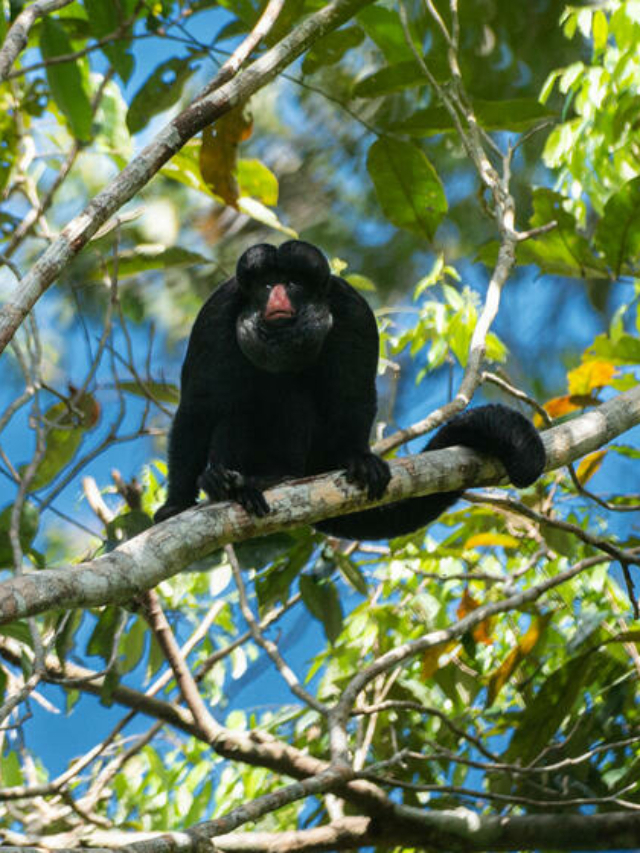 O que é a COP15 da biodiversidade?