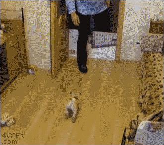 おじさんが子犬に襲われてYOU DIED