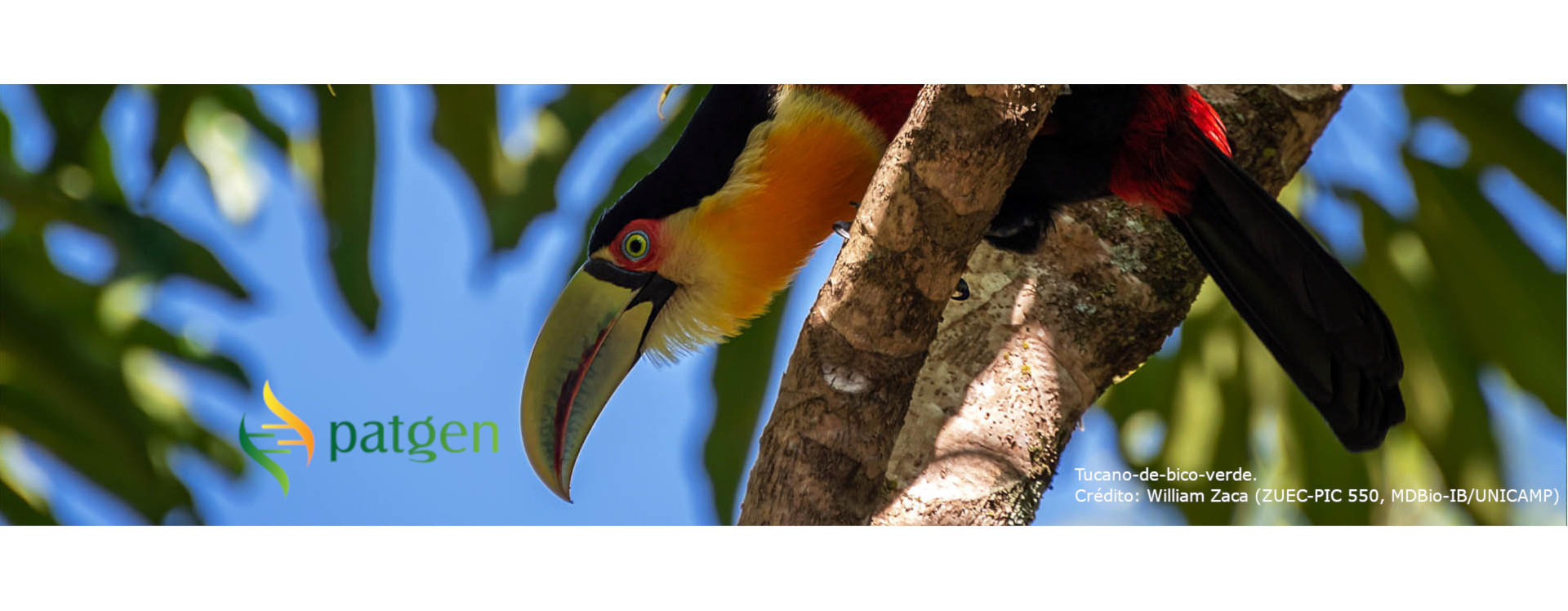 Imagem de um tucano de bico verde empoleirado em um galho olhando para baixo. A imagem tem uma marca d'agua com o logo da comissão de patrimônio genético posicionado um pouco a direita, mas próximo ao canto inferior esquerdo.