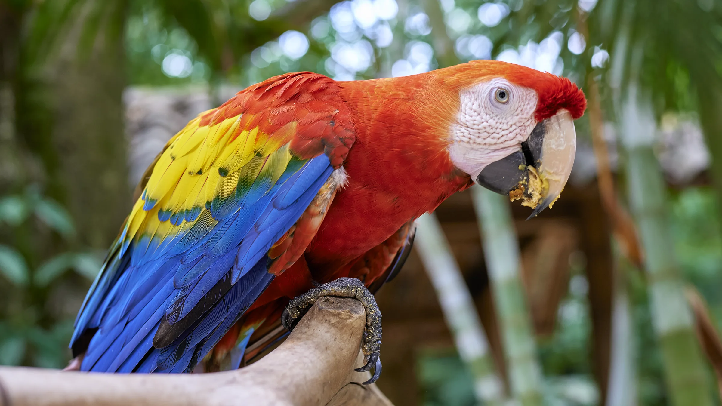 La Guara Roja o Guacamaya Roja – Ave Nacional de Honduras