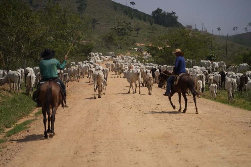 Cerca de 60 mil bois e 2.000 pessoas foram retiradas da Terra Indígena Apyterewa, entre outubro e fevereiro, durante operação de desintrusão realizada pelo governo federal no sul do Pará (Foto: Fernando Martinho/Repórter Brasil)