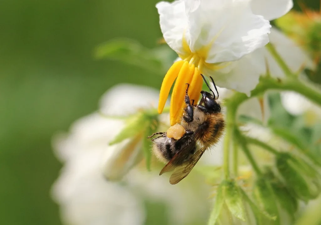 Abelha em floração de batatas. Os insetos polinizadores acabam se contaminando ao se aproximarem de plantações na época da floração. (Foto: Pixabay)