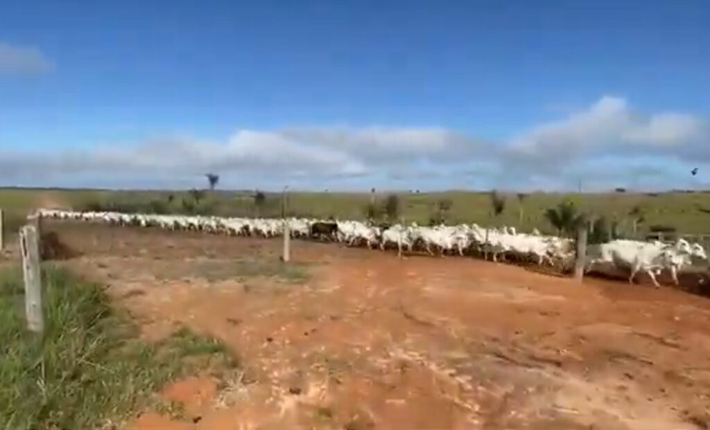 ICMbio planejava retirar até 6.000 animais em operação na Fazenda Ferradura e em outras propriedades dentro da Flona do Jamanxim, mas decisão judicial paralisou a ação (Foto: Reprodução)