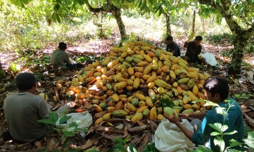 Indígenas Parakanã colhem cacau na Terra Indígena Apyterewa, no sul do Pará (Foto: Divulgação/Associação Tato'a)