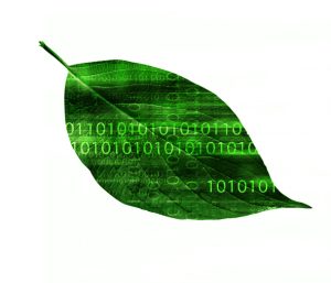 Algoritmos verdes: ¿cómo minimizar la huella de carbono del software?