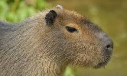 Los Capibaras