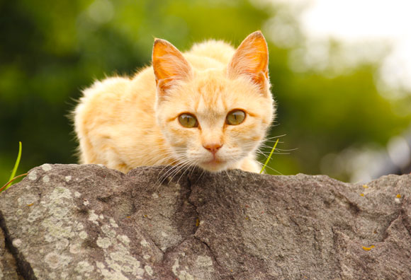 【猫島レポート】人間の甘やかしによる “メタボ猫” が増加？ 観光客急増中の愛媛県の『猫島』こと青島にもメタボ猫がいるのか見にいってみた