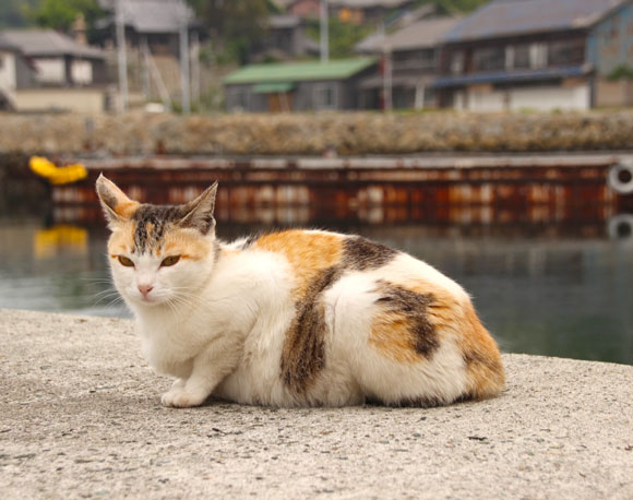 【猫の楽園】画像74連発！ 愛媛県の猫が100匹住む島「青島」写真集