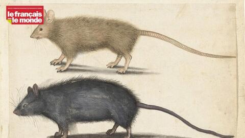 Dessins de rats.