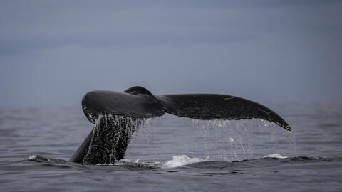 File photo of a humpback whale taken in the waters of Baha­a Solano, Colombia, on August 27, 2023.