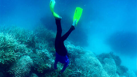 A diver swimming amongst the coral on the Great Barrier Reef, off Australia's coast -- the reef is now under threat from record ocean heat. A file photo taken on March 7, 2022. 