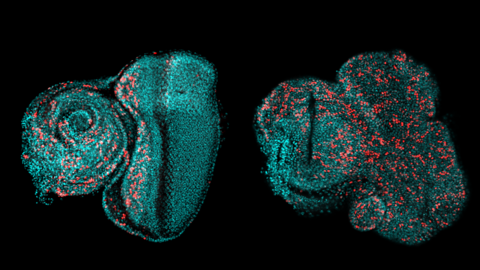 Imagen microscópica de tejido precursor de ojo en una larva de mosca de fruta. El azul representa el ADN y el rojo células replicándose.