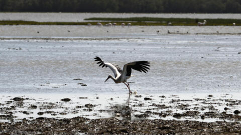 Una cigüeña blanca levanta el vuelo sobre las marismas del parque nacional de Doñana, en la provincia andaluza de Huelva, el 6 de marzo de 2020 al suroeste de España