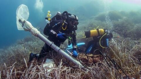 Aspiración de sedimentos en una pradera de posidonia océanica.