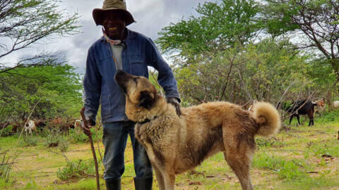 Namibian farmer with his livestock guarding dog trained by CCF