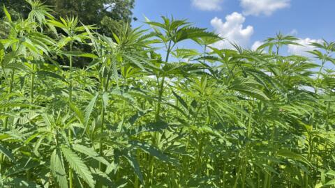 France currently farms 24,000 hectares of hemp and hopes to double production in next five years.