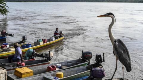 Una garza y lanchas de pescadores en Puerto Berró, Antioquia, Colombia, 2021.