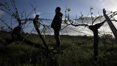 Un viticultor junto a sus viñas en Saint-Martin-de-Sescas, al sureste de Burdeos, en Francia, el 9 de abril de 2024.