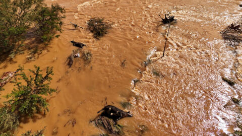 Bois mortos por causa das inundações em Eldorado do Sul (RS), em 8/5/24.