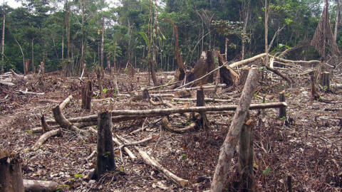 La agriculta de roza y quema es una de las causas de la deforestación en Colombia.
