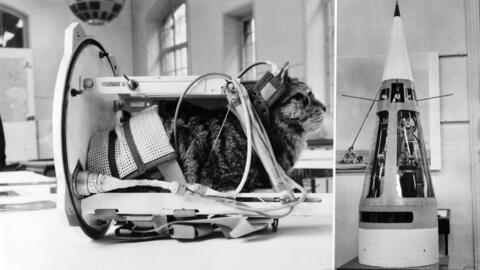 A photo taken on 5 February, 1964 shows a cat (not Félicette) strapped into a carrier like the one that carried France's first feline astronaut into space in October 1963. The rig was carried in the nose cone of a Véronique rocket, shown on the right.