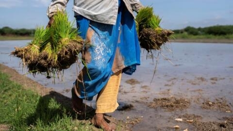 RFI Matières Premières / Le phénomène climatique El Niño arbitre des prochaines récoltes? Sur le marché du riz, l'effet attendu est pour l'instant très incertain. Il dépendra du calendrier. Les experts avertissent que la production de riz en Asie du Sud et du Sud-Est risque de souffrir de l'arrivée d'El Niño. (illustration)
RFI原材 / 厄尔尼诺气候现象影响农业收成。（存档图片）