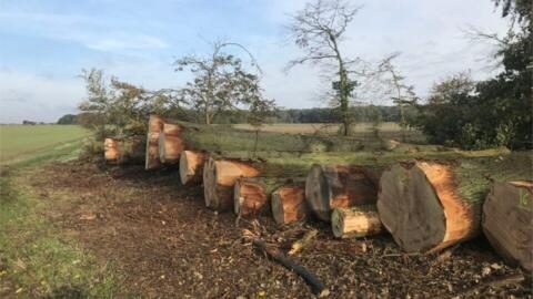 法国巴黎近郊伊芙琳省  (Yvelines)Septeuil 森林被非法砍伐的橡树， 2022年