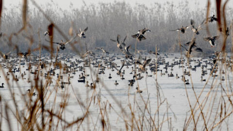 The EU's nature reforation law would require crop rotation, meadows, buffer strips near rivers, and the protection of wetlands and peatlands.