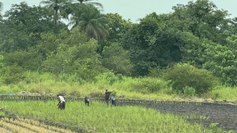 De acordo com dados do governo da Guiné-Bissau, apenas 60 mil toneladas de arroz das 200 mil consumidas pela sua população são produzidas no país.