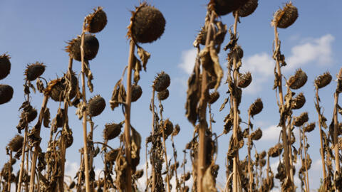 Sunflowers fields pictured completely dried up near Strasbourg, eastern France, on 28 August 2022. Europe is experiencing major droughts that have fuelled forest fires, dried up rivers and devastated crops.