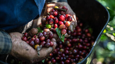 Conditions de travail difficiles, prix bas, conditions climatiques défavorables, la production de café chute en Côte d'Ivoire.
