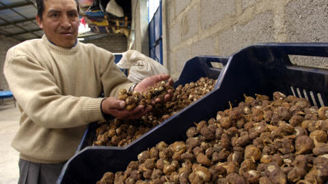 Un productor de maca en Junín, Perú. La planta es conocida por su propiedades medecinales. Foto de archivo, 2006.