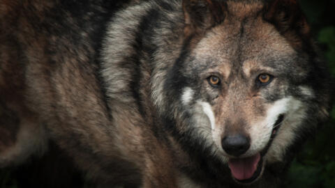 Overhunting, industrialisation and urban sprawl has progressively led to the disappearance of the wolf from most of western Europe since the beginning of the 20th century.