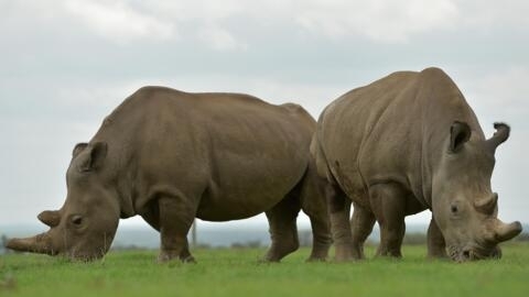 2018年3月20日，在首都内罗毕北部南纽基的ol-Pejeta保护区，仅存的两头雌性北方白犀牛纳金（左）和法图在围场中一起吃草。最后一头雄性北方白犀牛苏丹（Sudan）已在肯尼亚死亡。