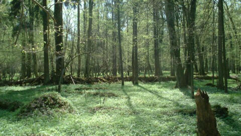 波兰的 比亞沃維耶扎原始森林（Puszcza Białowieska），是欧洲唯一仅存的原始森林。
