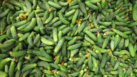 Ảnh minh họa : Dưa chuột muối (cornichon).