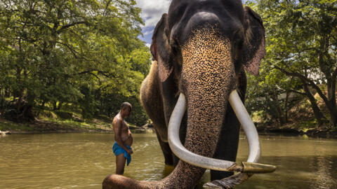 Sri Lanka. The tusker named Wasana (53) is the temple elephant at the Kataragama temple complex which has a Buddhist temple, a Hindu temple and a mosque. Every temple in Sri Lanka tries to have its own elephant. Wasana is the most important and revered elephant in the country.