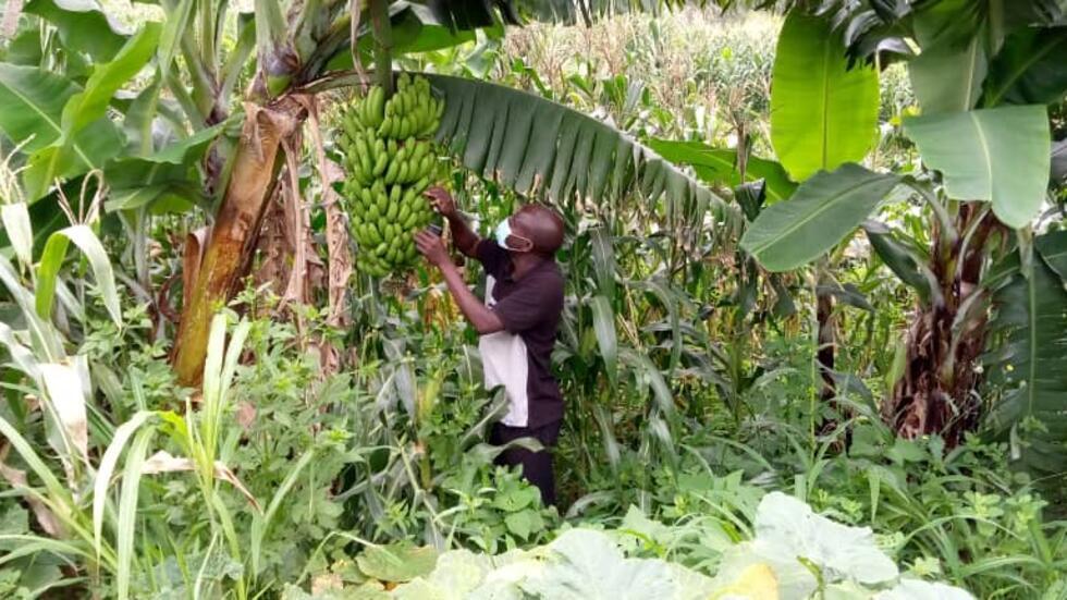 Malawian banana farmer Masauko Maulidi inspects his crop. He was able to revamp his farm after being hit with Banana Bunchy Top virus.