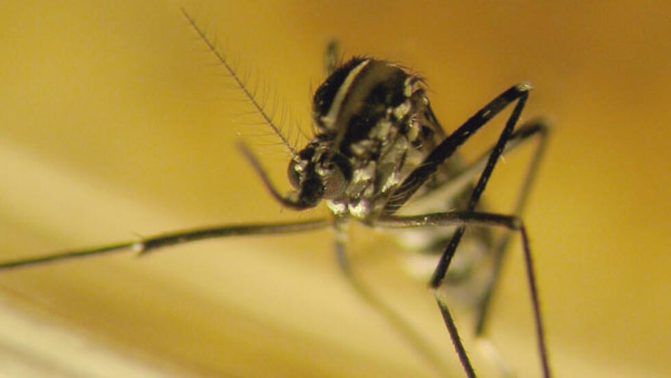 O aedes albopictus, ou mosquito Tigre, que também provoca a Dengue, está se proliferando na França desde 2004