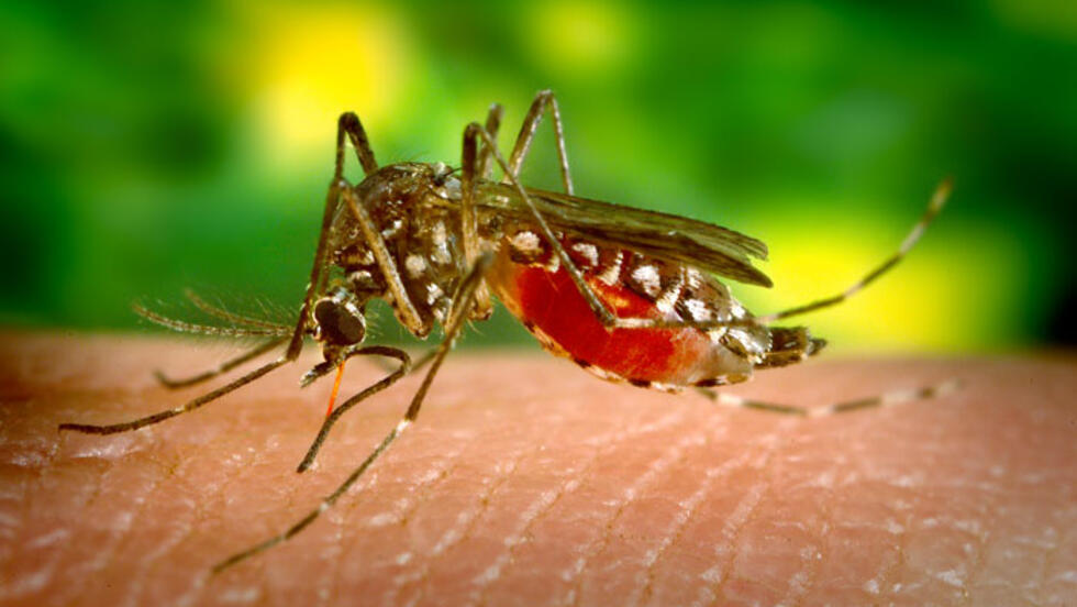 O mosquito Aedes aegypti é responsável pela transmissão do vírus da dengue.