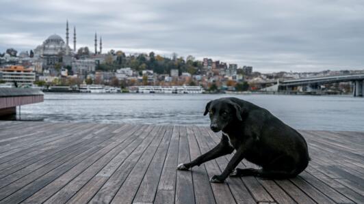 A stray dog sits on the shore of the river Bosphorus near Karakoy in Istanbul, on 12 December 2020.