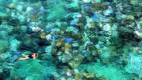 A tourist snorkels above bleached and dead coral around Lizard Island on Australia's Great Barrier Reef, on 5 April 2024.